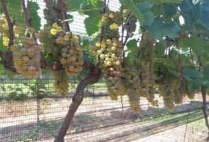 Uva híbrida produz vinho em qualquer estação