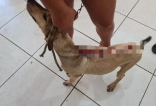 EM SÃO MATEUS, POLÍCIA CIVIL PRENDE MULHER EM FLAGRANTE PELO CRIME DE MAUS TRATOS A UM CÃO