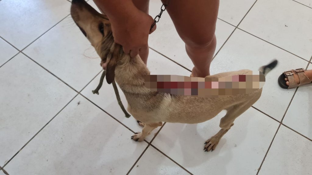 EM SÃO MATEUS, POLÍCIA CIVIL PRENDE MULHER EM FLAGRANTE PELO CRIME DE MAUS TRATOS A UM CÃO