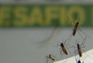 Rio de Janeiro registra mais de 17 mil casos de dengue este ano