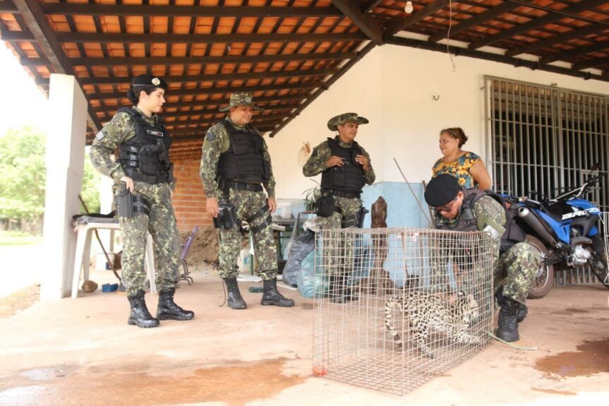 Jaguatirica é entregue ao Zoobotânico 1 ano após resgate em José de Freitas