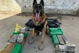 Com apoio de cão farejador, PCCE apreende 28,5 kg de maconha na Capital