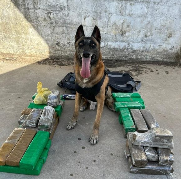 Com apoio de cão farejador, PCCE apreende 28,5 kg de maconha na Capital