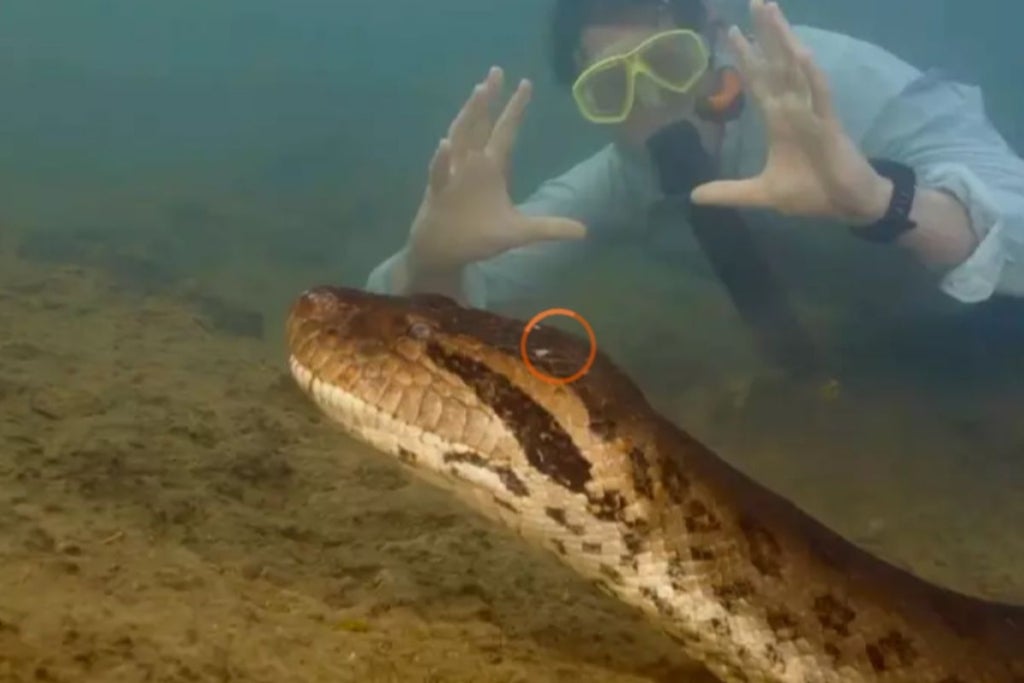 Nova Espécie de Cobra Gigante Descoberta na Amazônia