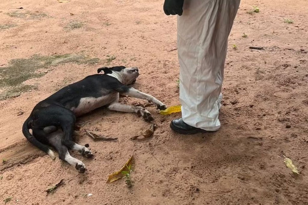 cachorro atacado por enxame de abelhas em araguaína