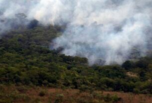 Ibama cria plataforma para acompanhar recuperação ambiental