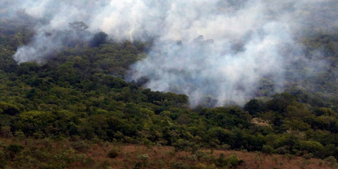 Ibama cria plataforma para acompanhar recuperação ambiental