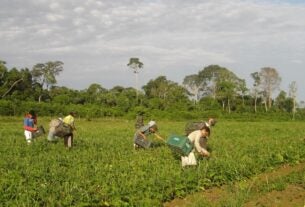 Moradores do campo ainda são mais afetados por insegurança alimentar