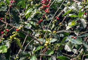 Hoje é Dia: Dia do Café, dos ciganos e da África são destaques