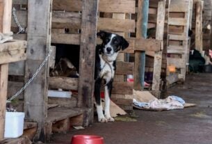 Rio Grande do Sul lança plano de ajuda a animais