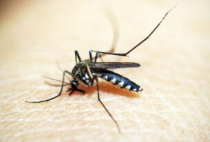 Saúde discute plano de enfrentamento da dengue