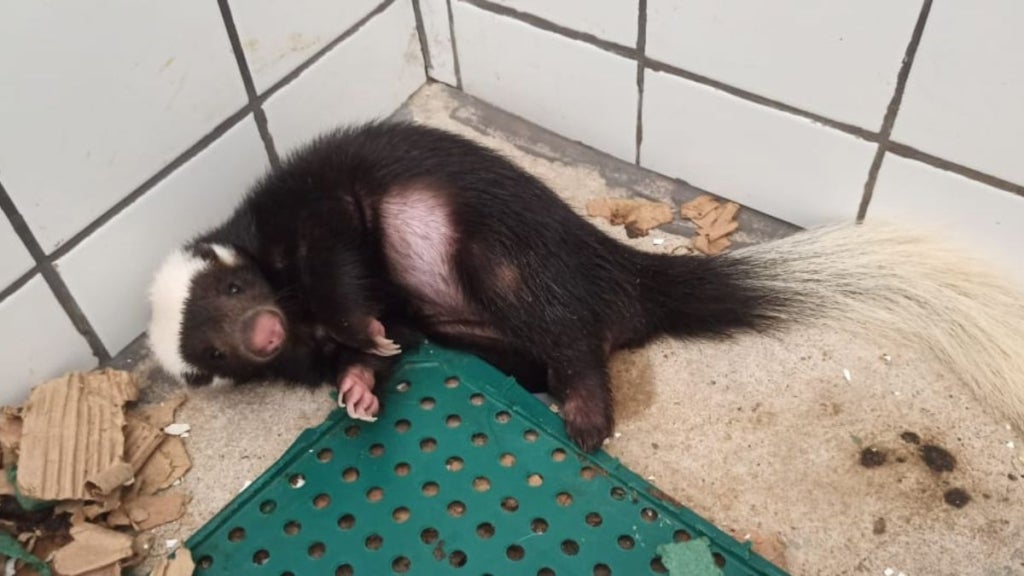 CS Grãos Piauí desenvolve projetos e ações alusivas à Semana do Meio Ambiente