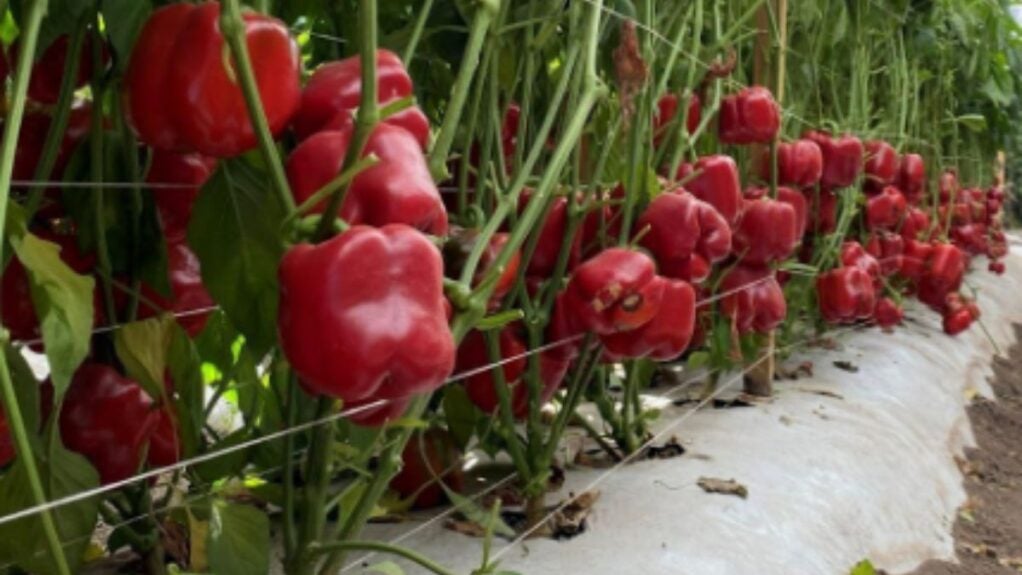 Dicas Essenciais para Plantação de Frutas e Legumes