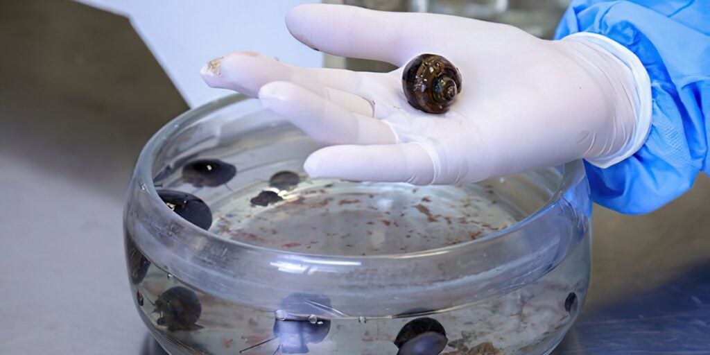 Após morte , Fiocruz alerta para meningite transmitida por caramujo