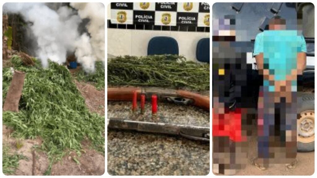 22 mil pes de maconha no maranhao