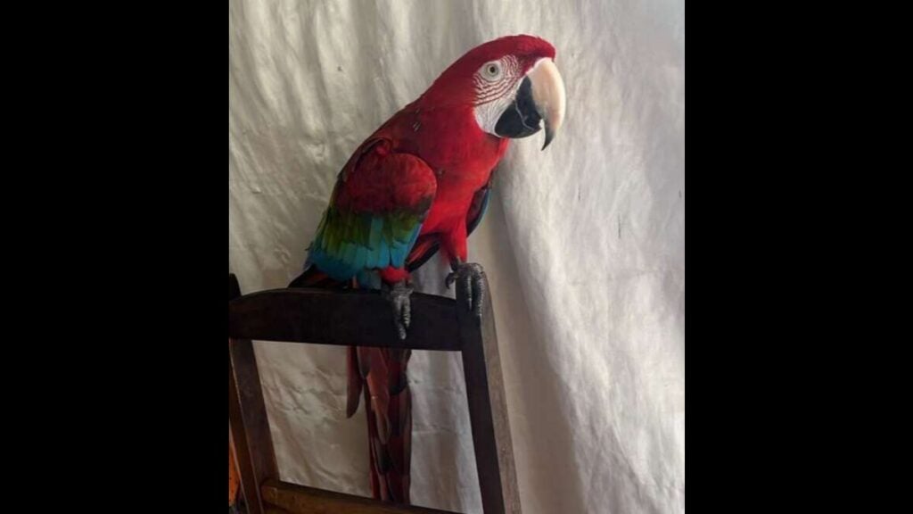 animais ameacados de extincao