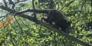 Terapia adaptada diminui mortes por febre amarela em 84%