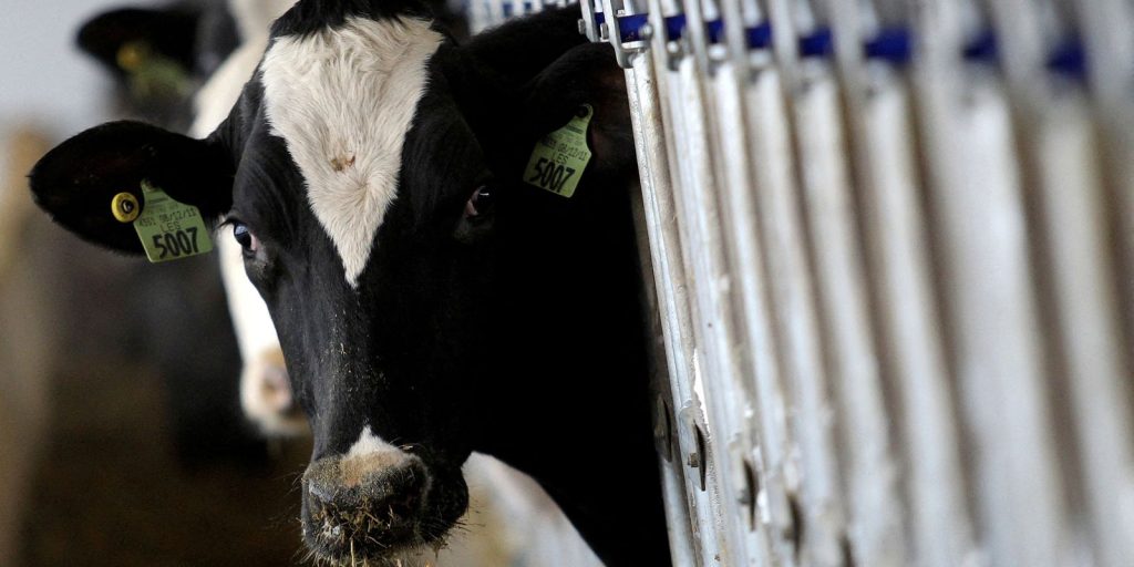 País recebe status internacional como livre de febre aftosa sem vacina
