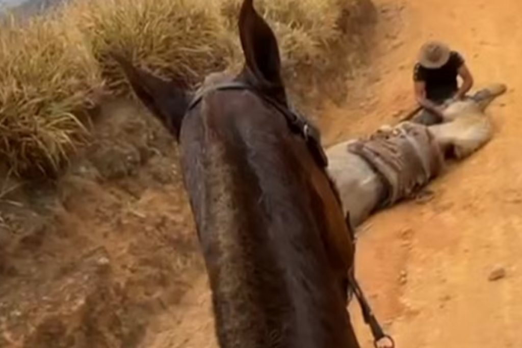 Caso de cavalo mutilado com facão e morto em Bananal revolta o país. Tutor é investigado pela Polícia Civil. Saiba os detalhes da brutalidade e a repercussão