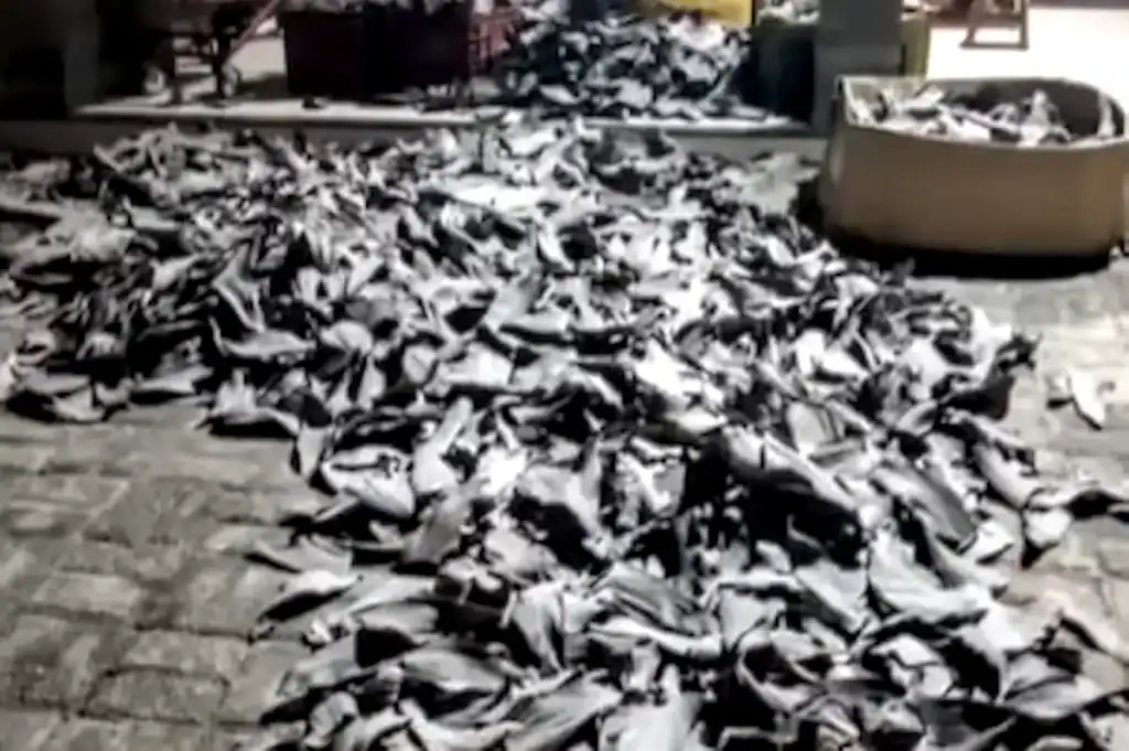 barbatanas contrabandeadas apreendidas em operação da Polícia Federal em Parnaíba, no litoral do Piauí.