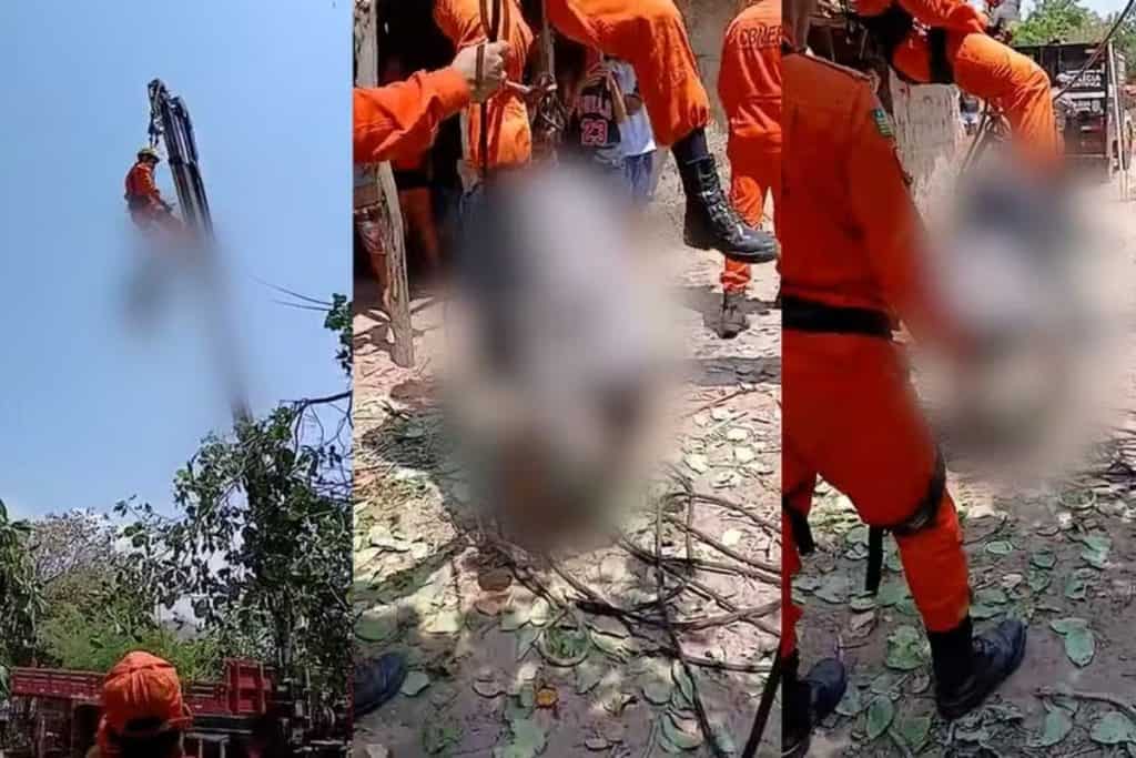 Homem morre após ser atingido por galho de cajueiro durante poda em Parnaíba