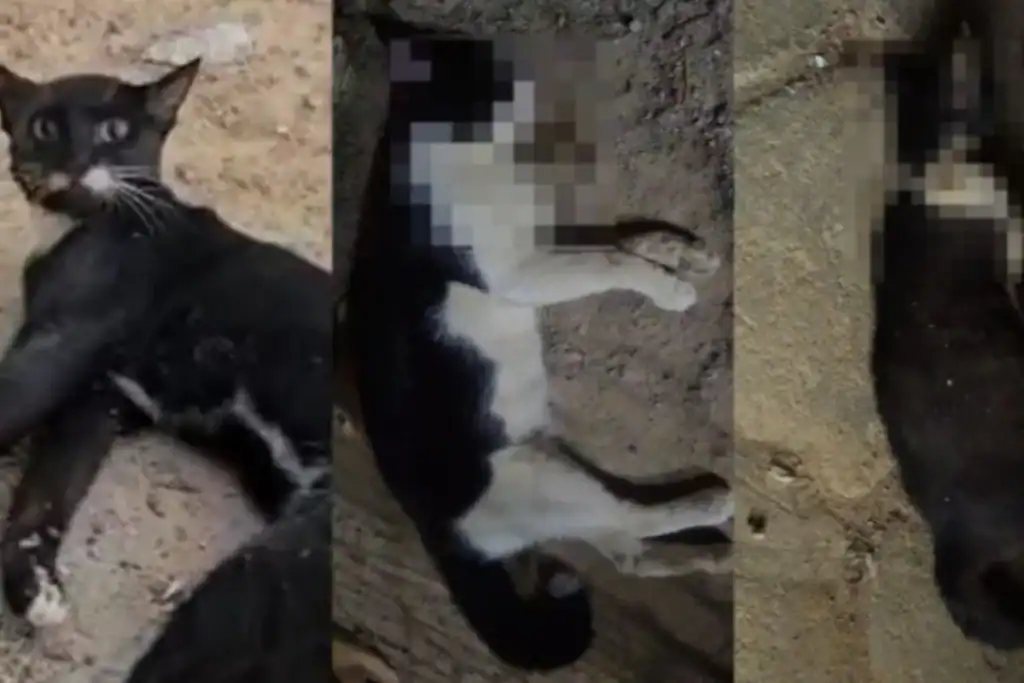 Gato morto encontrado no pátio da Penitenciária Dom Inocêncio Lopez Santamaria