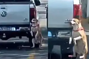 Cachorro amarrado ao para-choque traseiro de um carro parado em via pública, no bairro Santana.