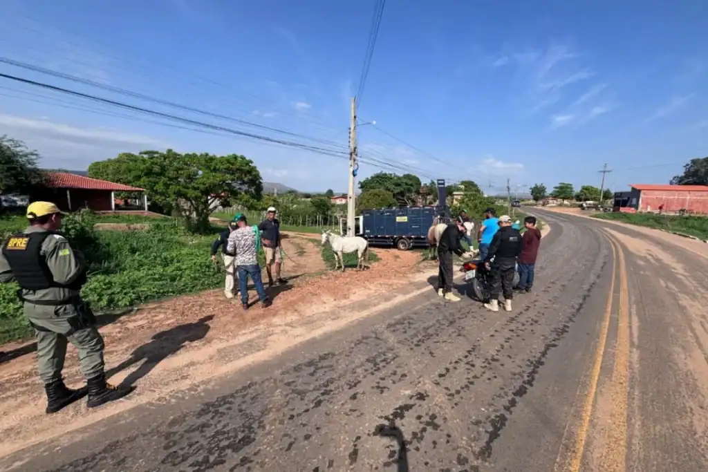 Veículos da Polícia e PRF na rodovia de Amarante durante a Operação Porteira Fechada de retirada de animais soltos.