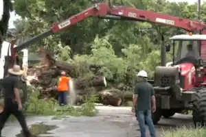 árvores no chão durante temporal