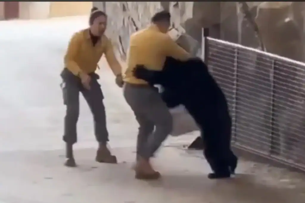 animal ataca tratador em zoológico na China