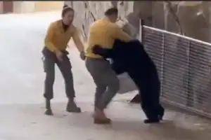 animal ataca tratador em zoológico na China