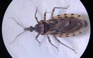 Agentes da Vigilância Sanitária inspecionam estabelecimento de açaí em Ananindeua após interdição por suspeita de Chagas.