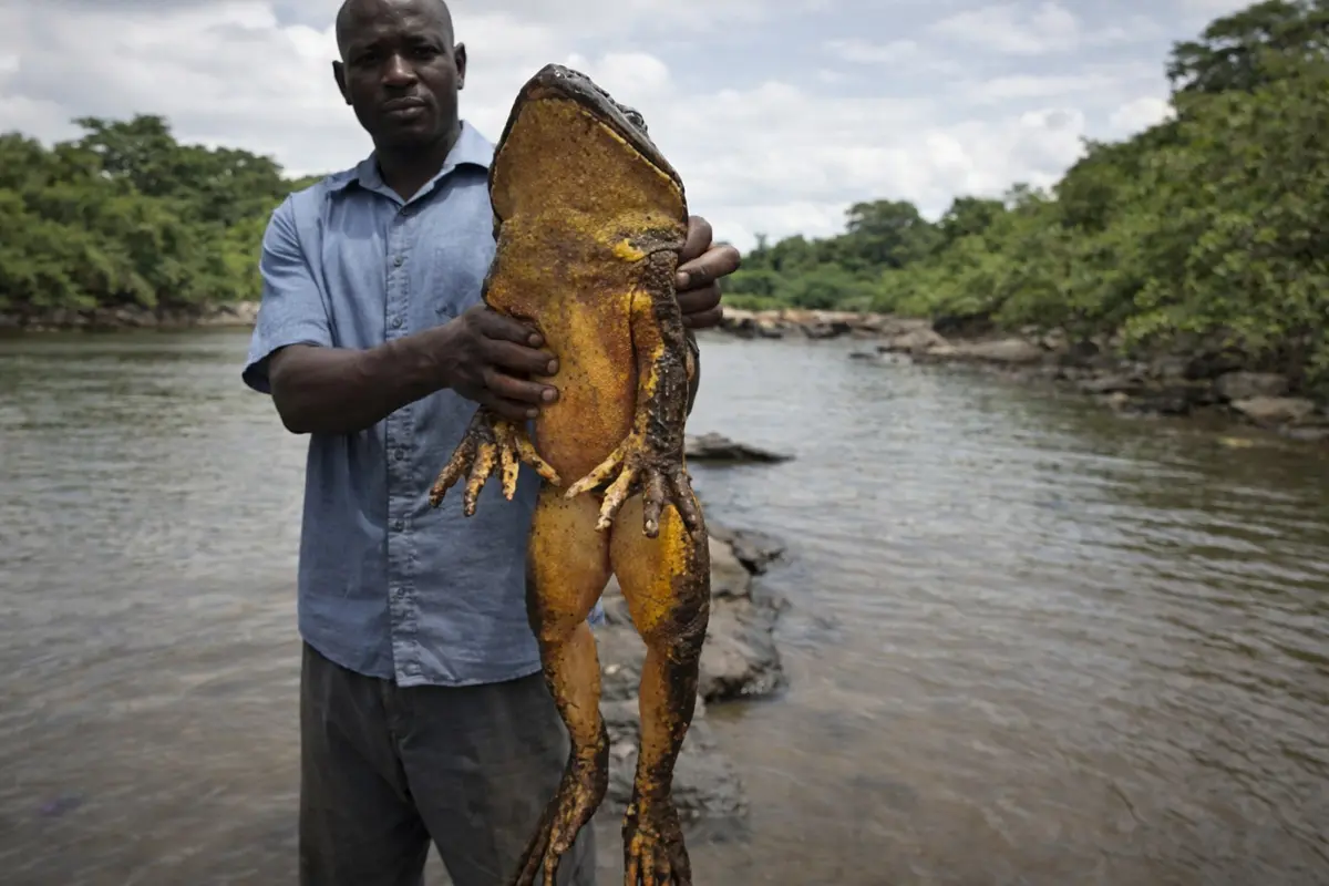 Rã-golias (Conraua goliath), o maior anfíbio vivo, em seu habitat natural de rio na África Central.