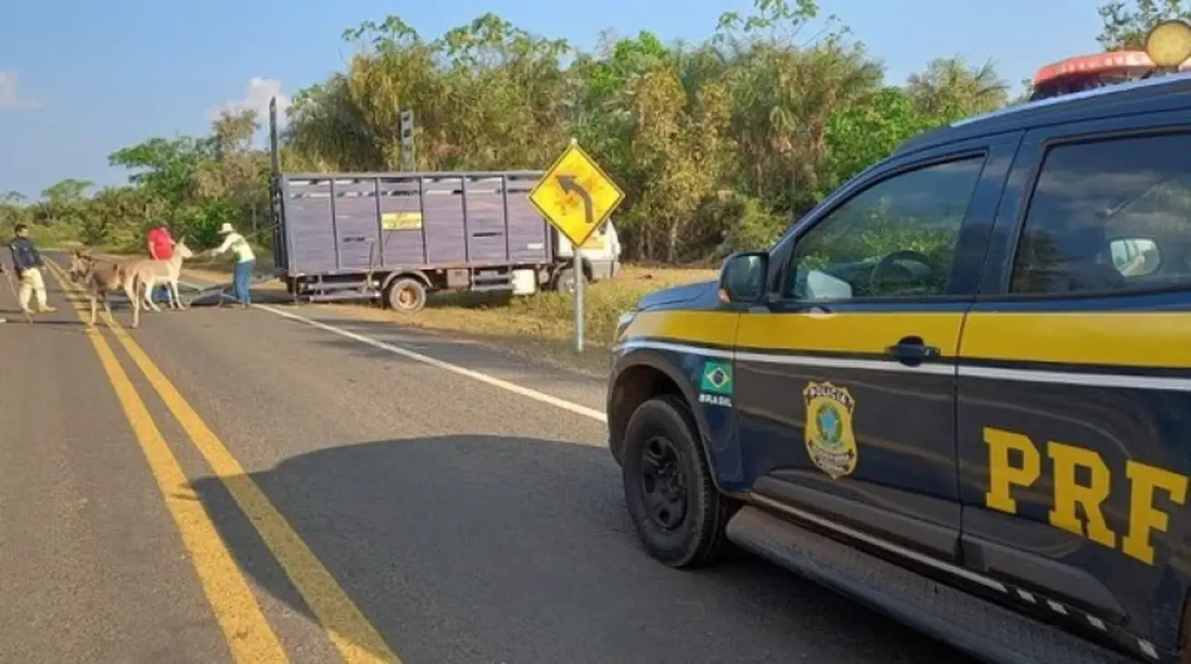 Policial da PRF conduz bovino para fora de rodovia federal no Piauí durante Operação Armentum.