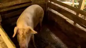 Porco em fazenda, ilustrando a situação de emergência zoossanitária no Piauí.