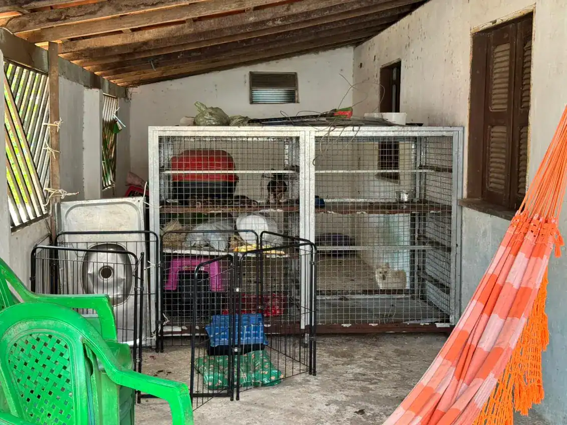 Polícia Civil e Militar resgatam dez animais de canil clandestino em Parnaíba, Piauí, durante operação contra maus-tratos.