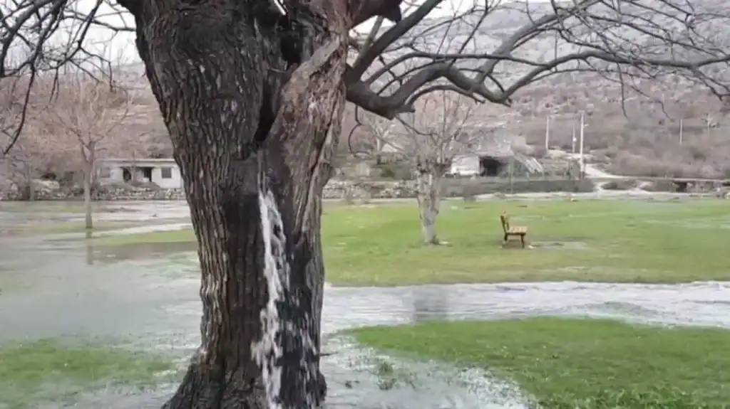 Amoreira centenária em Dinoša, Montenegro, com água jorrando intensamente de seu tronco, criando um jato visível.