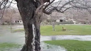 Amoreira centenária em Dinoša, Montenegro, com água jorrando intensamente de seu tronco, criando um jato visível.