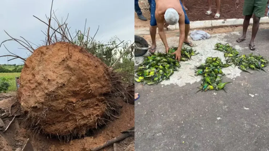 Periquitos feridos recebendo cuidados no Cetas do Ibama após queda de árvore no Maranhão