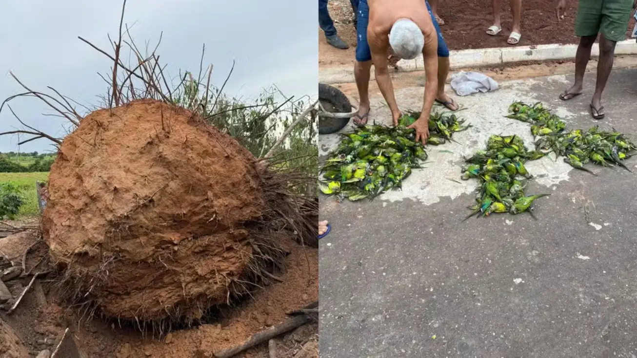 Periquitos feridos recebendo cuidados no Cetas do Ibama após queda de árvore no Maranhão