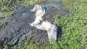 Fachada do Tribunal Superior do Trabalho (TST) em Brasília, onde foi julgada a greve dos Correios como não abusiva.