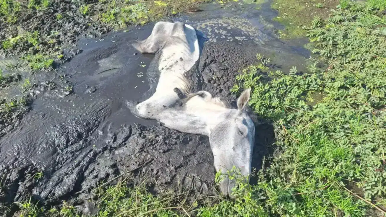 Polícia Militar e moradores resgatam cavalo exausto preso em lagoa no povoado Tatus, Ilha Grande, Piauí.