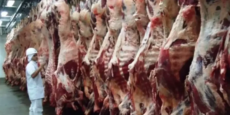 Exportação de carne bovina do Brasil cresce 37,9% e Mato Grosso do Sul fatura US$ 145 milhões em janeiro