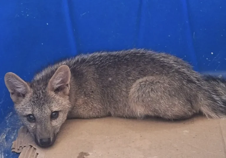 Filhote de raposa morde moradora e é resgatado pela PM Ambiental em Caxingó