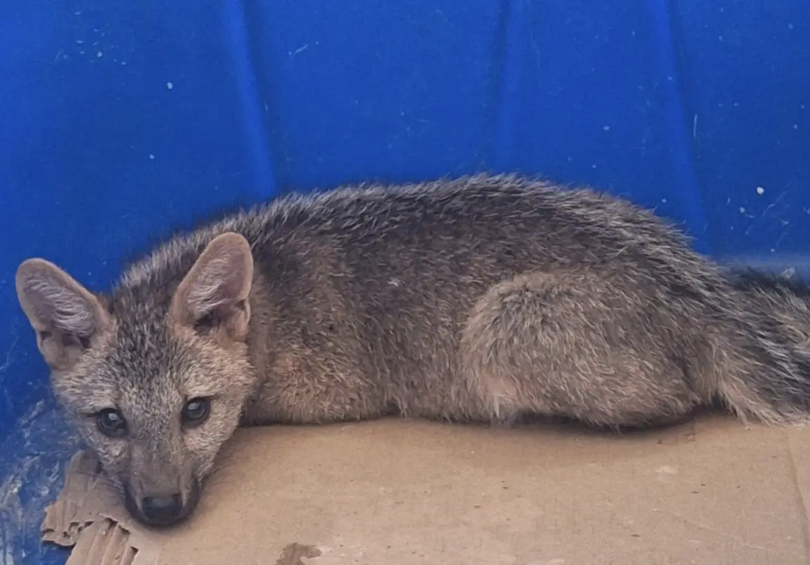 Filhote de raposa morde moradora e é resgatado pela PM Ambiental em Caxingó 1 Filhote de raposa selvagem resgatado pela Polícia Militar Ambiental do Piauí