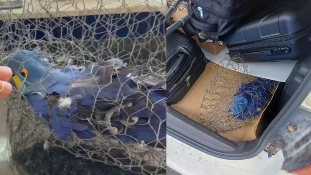 Arara-azul com bico visivelmente serrado e sinais de maus-tratos, após resgate da Polícia Rodoviária Federal