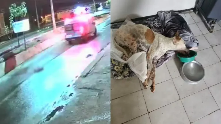 Cachorro é atropelado em Picos duas vezes em menos de 1 hora e se recupera após resgate