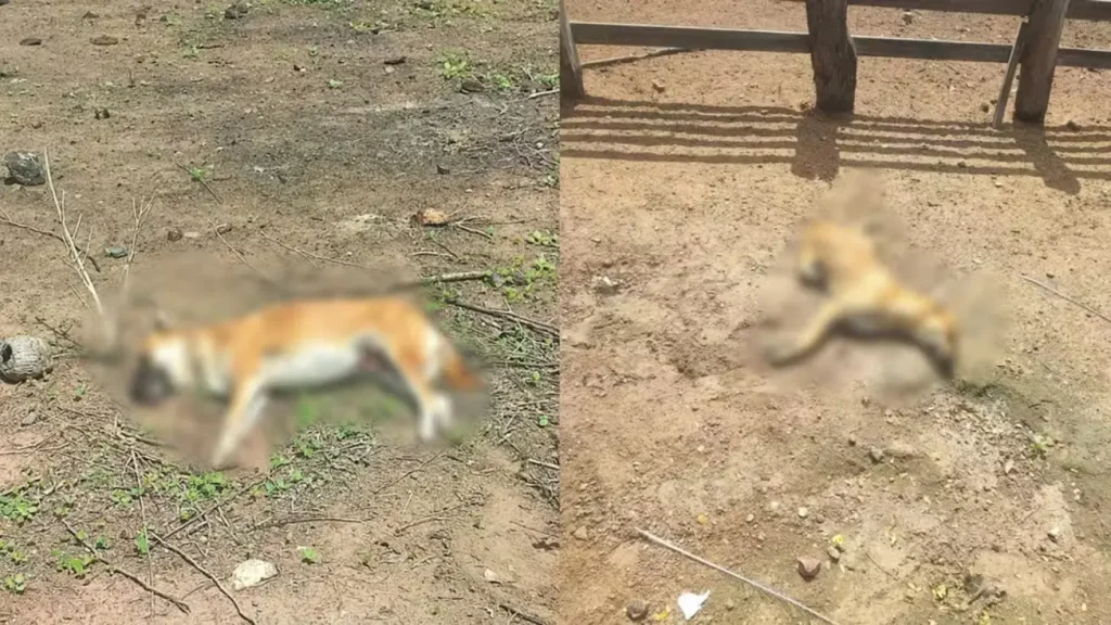 Dois cachorros, vítimas de envenenamento, em Alegrete do Piauí, com foco na investigação policial.