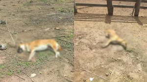 Dois cachorros, vítimas de envenenamento, em Alegrete do Piauí, com foco na investigação policial.