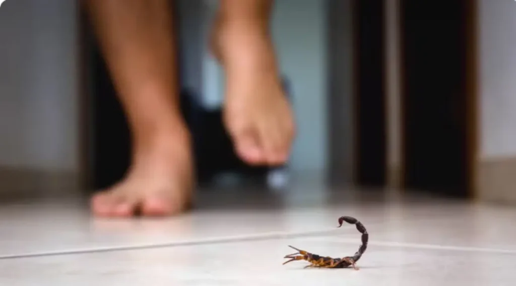 Escorpião amarelo (Tityus serrulatus) em superfície, simbolizando o risco de picadas e a importância da prevenção em áreas urbanas.